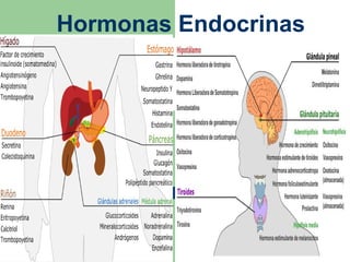 Hormonas Endocrinas
 