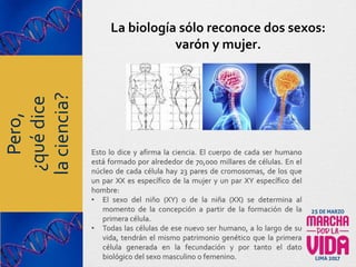 Esto lo dice y afirma la ciencia. El cuerpo de cada ser humano
está formado por alrededor de 70,000 millares de células. En el
núcleo de cada célula hay 23 pares de cromosomas, de los que
un par XX es específico de la mujer y un par XY específico del
hombre:
• El sexo del niño (XY) o de la niña (XX) se determina al
momento de la concepción a partir de la formación de la
primera célula.
• Todas las células de ese nuevo ser humano, a lo largo de su
vida, tendrán el mismo patrimonio genético que la primera
célula generada en la fecundación y por tanto el dato
biológico del sexo masculino o femenino.
La biología sólo reconoce dos sexos:
varón y mujer.
Pero,
¿quédice
laciencia?
 