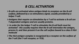 B CELL ACTIVATION
B-cells are activated when antigen binds to receptors on the B-cell
surface, followed by a co-stimulato...