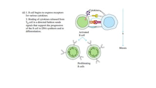 B- lymphocytes