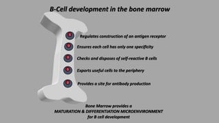 B-Cell development in the bone marrow
B Regulates construction of an antigen receptor
Bone Marrow provides a
MATURATION & ...