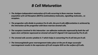 B Cell Maturation
 The Antigen-independent maturation of B cells occurring in Bone marrow involves
acquisition of B cell ...