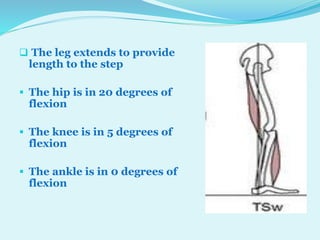 P pt final sagittal plane analysis of gait | PPTX