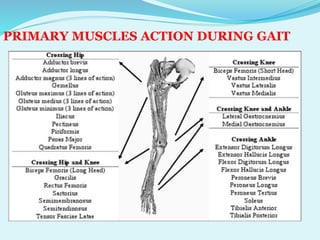 P pt final sagittal plane analysis of gait | PPTX