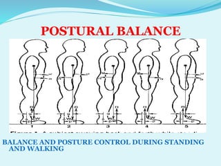 SAGITTAL PLANE ANALYSIS OF GAIT BY DR TABASSUM AZMI | PPTX