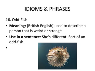 IDIOMS & PHRASES
16. Odd-Fish
• Meaning: (British English) used to describe a
person that is weird or strange.
• Use in a sentence: She’s different. Sort of an
odd-fish.
•
 