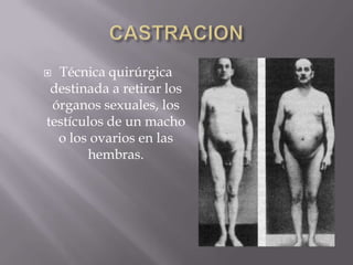  Técnica quirúrgica
 destinada a retirar los
 órganos sexuales, los
testículos de un macho
  o los ovarios en las
       hembras.
 