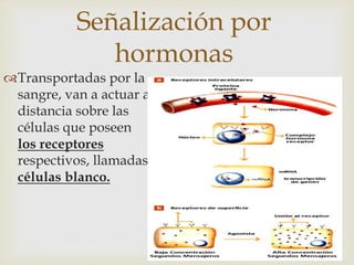 Señalización por
hormonas
Transportadas por la
sangre, van a actuar a
distancia sobre las
células que poseen
los receptores
respectivos, llamadas
células blanco.
 