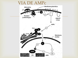 
VIA DE AMPc
 
