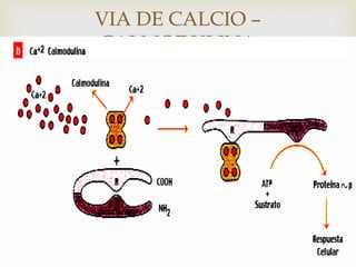 
VIA DE CALCIO –
CALMODULINA
 