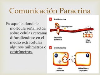 Comunicación Paracrina
Es aquella donde la
molécula señal actúa
sobre células cercanas
difundiéndose en el
medio extracelular
algunos milímetros o
centrímetros.
 