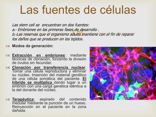
 Modos de generación:
 Extracción en embriones: mediante
técnicas de clonación, forzando la división
de óvulos sin fecundar.
 Clonación por transferencia nuclear.
Tomar una célula reproductora y eliminar
su núcleo. Inserción del material genético
de una célula somática del paciente. El
híbrido se multiplica dando lugar a un
embrión con una carga genética idéntica a
la del donante del núcleo.
 Terapéutica: aspirado del contenido
medular mediante la punción de un hueso.
Reinyección en el paciente en la zona
dañada.
Las fuentes de células
Las stem cell se encuentran en dos fuentes:
a.- Embriones en las primeras fases de desarrollo .
b.-Las reservas que el organismo adulto mantiene con el fin de reparar
los daños que se producen en los tejidos.
 