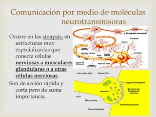 Comunicación por medio de moléculas
neurotransmisoras
Ocurre en las sinapsis, en
estructuras muy
especializadas que
conecta células
nerviosas a musculares,
glandulares o a otras
células nerviosas.
Son de acción rápida y
corta pero de suma
importancia.
 