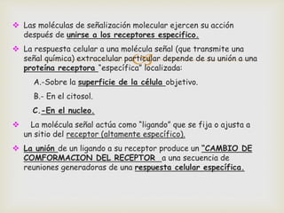 
 Las moléculas de señalización molecular ejercen su acción
después de unirse a los receptores especifico.
 La respuesta celular a una molécula señal (que transmite una
señal química) extracelular particular depende de su unión a una
proteína receptora “específica” localizada:
A.-Sobre la superficie de la célula objetivo.
B.- En el citosol.
C.-En el nucleo.
 La molécula señal actúa como “ligando” que se fija o ajusta a
un sitio del receptor (altamente específico).
 La unión de un ligando a su receptor produce un “CAMBIO DE
COMFORMACION DEL RECEPTOR a una secuencia de
reuniones generadoras de una respuesta celular específica.
 