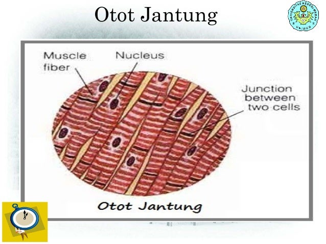 Gambar Sistem Otot  Part 1 11 Gambar Jantung di Rebanas 