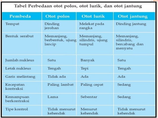 Sistem Otot Part 1 Sistem Otot Part 1