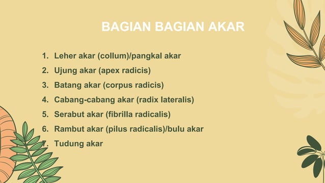 Mengungkap Rahasia Pengaturan Proporsi Batang dan Akar Tanaman Mengungkap Rahasia Pengaturan Proporsi Batang dan Akar Tanaman