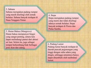 3. Sabana
Sabana merupakan padang rumput
yang masih diselingi oleh semak
belukar. Sabana banyak terdapat di
Nusa Tenggara Timur.
4. Stepa
Stepa merupakan padang rumput
yang murni dan tidak diselingi
adanya semak belukar. Stepa
banyak terdapat di Flores dan
Pulau Sumba.
5. Hutan Bakau (Mangrove)
Hutan bakau mempunyai fungsi
yang sangat penting, antara lain
dapat melindungi pantai dari abrasi
air laut. Selain itu, juga sebagai
tempat berkembang biak berbagai
jenis ikan dan udang.
6. Padang Lumut
Padang lumut banyak terdapat di
daerah puncak pegunungan yang
tinggi dengan suhu udara yang
dingin, sehingga umumnya hanya
dapat ditumbuhi oleh tumbuhan
lumut.
 