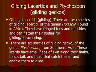 Gliding Lacertids and Ptychozoon
              (gliding geckos)
   Gliding Lacertids (gliding). There are two species
    of gliding lacertid, of the genus Holaspis. Found
    in Africa. They have fringed toes and tail sides
    and can flatten their bodies for
    gliding/parachuting.
    There are six species of gliding gecko, of the
    genus Ptychozoon, from Southeast Asia. These
    lizards have small flaps of skin along their limbs,
    torso, tail, and head that catch the air and
    enable them to glide.
 