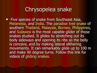 Chrysopelea snake
    Five species of snake from Southeast Asia,
    Melanesia, and India. The paradise tree snake of
    southern Thailand, Malaysia, Borneo, Philippines,
    and Sulawesi is the most capable glider of those
    snakes studied. It glides by stretching out its
    body sideways and opening its ribs so the belly
    is concave, and by making lateral slithering
    movements. It can remarkably glide up to 100 m
    and make 90 degree turns. Follow this link for
    videos of gliding snakes.
 