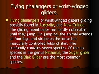 Flying phalangers or wrist-winged
                 gliders.
   Flying phalangers or wrist-winged gliders gliding
    possbliy found in Australia, and New Guinea.
    The gliding membranes are hardly noticeable
    until they jump. On jumping, the animal extends
    all four legs and stretches the loose but
    muscularly controlled folds of skin. The
    subfamily contains seven species. Of the six
    species in the genus Petaurus, the Sugar glider
    and the Biak Glider are the most common
    species.
 