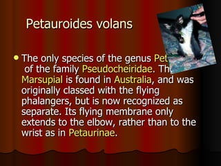 Petauroides volans

   The only species of the genus Petauroidae
     of the family Pseudocheiridae. This
    Marsupial is found in Australia, and was
    originally classed with the flying
    phalangers, but is now recognized as
    separate. Its flying membrane only
    extends to the elbow, rather than to the
    wrist as in Petaurinae.
 