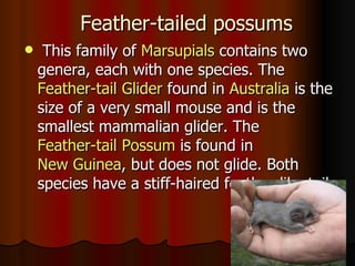 Feather-tailed possums
    This family of Marsupials contains two
    genera, each with one species. The
    Feather-tail Glider found in Australia is the
    size of a very small mouse and is the
    smallest mammalian glider. The
    Feather-tail Possum is found in
    New Guinea, but does not glide. Both
    species have a stiff-haired feather-like tail.
 