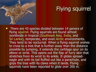 Flying squirrel


    There are 43 species divided between 14 genera of
    flying squirrel. Flying squirrels are found almost
    worldwide in tropical (Southeast Asia, India, and
    Sri Lanka), temperate, and even Arctic environments.
    They tend to be nocturnal. When a flying squirrel wishes
    to cross to a tree that is further away than the distance
    possible by jumping, it extends the cartilage spur on its
    elbow or wrist. This opens out the flap of furry skin that
    stretches from its wrist to its ankle. It glides spread-
    eagle and with its tail fluffed out like a parachute, and
    grips the tree with its claws when it lands. Flying
    squirrels have been reported to glide over 200 m.
 