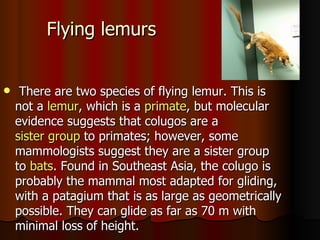 Flying lemurs


    There are two species of flying lemur. This is
    not a lemur, which is a primate, but molecular
    evidence suggests that colugos are a
    sister group to primates; however, some
    mammologists suggest they are a sister group
    to bats. Found in Southeast Asia, the colugo is
    probably the mammal most adapted for gliding,
    with a patagium that is as large as geometrically
    possible. They can glide as far as 70 m with
    minimal loss of height.
 