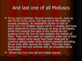 And last one of all Molluscs
   Flying squid (gliding). Several oceanic squids, such as
    the Pacific flying squid, will leap out of the water to
    escape predators, an adaptation similar to that of
    flying fish.[10] Smaller squids will fly in shoals, and have
    been observed to cover distances as long as 50 meters.
    Small fins towards the back of the mantle do not
    produce much lift, but do help stabilize the motion of
    flight. They exit the water by expelling water out of their
    funnel, indeed some squid have been observed to
    continue jetting water while airborne possibly providing
    thrust even after leaving the water. This may make
    flying squid the only animals with jet-propelled aerial
    locomotion.
    Where the trees are tall and widely spaced
 
