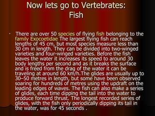 Now lets go to Vertebrates:
                    Fish

    There are over 50 species of flying fish belonging to the
    family Exocoetidae The largest flying fish can reach
    lengths of 45 cm, but most species measure less than
    30 cm in length. They can be divided into two-winged
    varieties and four-winged varieties. Before the fish
    leaves the water it increases its speed to around 30
    body lengths per second and as it breaks the surface
    and is freed from the drag of the water it can be
    traveling at around 60 km/h.The glides are usually up to
    30–50 metres in length, but some have been observed
    soaring for hundreds of metres using the updraft on the
    leading edges of waves. The fish can also make a series
    of glides, each time dipping the tail into the water to
    produce forward thrust. The longest recorded series of
    glides, with the fish only periodically dipping its tail in
    the water, was for 45 seconds .
 