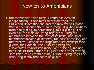 Now on to Amphibians

   Rhacophoridae flying frogs. Gliding has evolved
    independently in two families of tree frogs, the
    Old World Rhacophoridae and the New World Hylidae.
    Within each lineage there are a range of gliding abilities
    from non-gliding, to parachuting, to full gliding.. For
    example, the Malayan flying frog glides using the
    membranes between the toes of its limbs, and small
    membranes located at the heel, the base of the leg, and
    the forearm. Some of the frogs are quite accomplished
    gliders, for example, the Chinese gliding frog
    Polypedates dennysi can maneuver in the air, making
    two kinds of turn, either rolling into the turn or yawing
     into the turn (a crabbed turn). Hylidae flying frogs.The
    other frog family that contains gliders.
 