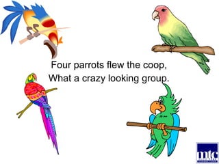 Four parrots flew the coop, What a crazy looking group. 
