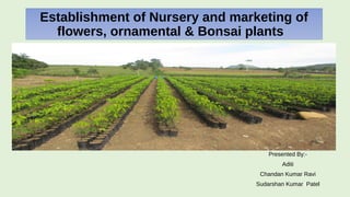 Establishment of Nursery and marketing of
flowers, ornamental & Bonsai plants
Presented By:-
Aditi
Chandan Kumar Ravi
Sudarshan Kumar Patel
 