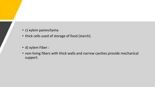 • c) xylem parenchyma
• thick cells used of storage of food (starch).
• d) xylem Fiber :
• non-living fibers with thick walls and narrow cavities provide mechanical
support.
 
