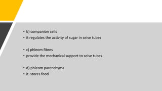 • b) companion cells
• it regulates the activity of sugar in seive tubes
• c) phleom fibres
• provide the mechanical support to seive tubes
• d) phleom parenchyma
• it stores food
 