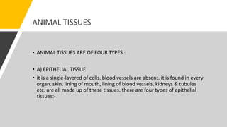 ANIMAL TISSUES
• ANIMAL TISSUES ARE OF FOUR TYPES :
• A) EPITHELIAL TISSUE
• it is a single-layered of cells. blood vessels are absent. it is found in every
organ. skin, lining of mouth, lining of blood vessels, kidneys & tubules
etc. are all made up of these tissues. there are four types of epithelial
tissues:-
 