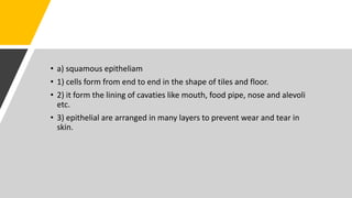• a) squamous epitheliam
• 1) cells form from end to end in the shape of tiles and floor.
• 2) it form the lining of cavaties like mouth, food pipe, nose and alevoli
etc.
• 3) epithelial are arranged in many layers to prevent wear and tear in
skin.
 