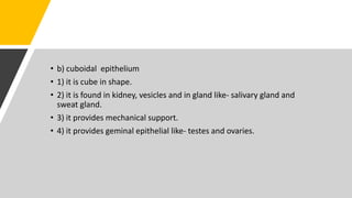 • b) cuboidal epithelium
• 1) it is cube in shape.
• 2) it is found in kidney, vesicles and in gland like- salivary gland and
sweat gland.
• 3) it provides mechanical support.
• 4) it provides geminal epithelial like- testes and ovaries.
 