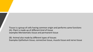 Tissue is a group of cells having common origin and performs same functions
(A)- Plant is made up of different kind of tissue
examples Meristematic tissue and permanent tissue
(B)- Animal also made by different types of tissues
Examples Epithelium tissue, connective tissue, muscle tissue and nerve tissue
 