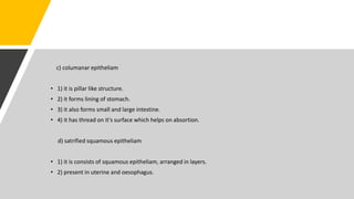 c) columanar epitheliam
• 1) it is pillar like structure.
• 2) it forms lining of stomach.
• 3) it also forms small and large intestine.
• 4) it has thread on it's surface which helps on absortion.
d) satrified squamous epitheliam
• 1) it is consists of squamous epitheliam, arranged in layers.
• 2) present in uterine and oesophagus.
 