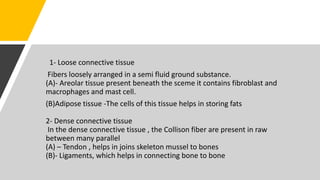 1- Loose connective tissue
Fibers loosely arranged in a semi fluid ground substance.
(A)- Areolar tissue present beneath the sceme it contains fibroblast and
macrophages and mast cell.
(B)Adipose tissue -The cells of this tissue helps in storing fats
2- Dense connective tissue
In the dense connective tissue , the Collison fiber are present in raw
between many parallel
(A) – Tendon , helps in joins skeleton mussel to bones
(B)- Ligaments, which helps in connecting bone to bone
 