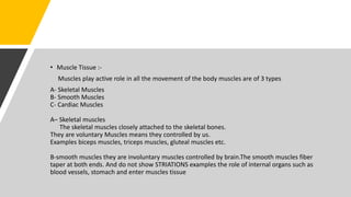 • Muscle Tissue :-
Muscles play active role in all the movement of the body muscles are of 3 types
A- Skeletal Muscles
B- Smooth Muscles
C- Cardiac Muscles
A– Skeletal muscles
The skeletal muscles closely attached to the skeletal bones.
They are voluntary Muscles means they controlled by us.
Examples biceps muscles, triceps muscles, gluteal muscles etc.
B-smooth muscles they are involuntary muscles controlled by brain.The smooth muscles fiber
taper at both ends. And do not show STRIATIONS examples the role of internal organs such as
blood vessels, stomach and enter muscles tissue
 