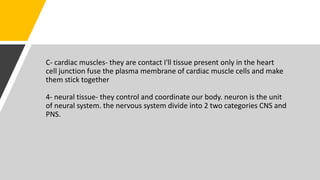 C- cardiac muscles- they are contact I'll tissue present only in the heart
cell junction fuse the plasma membrane of cardiac muscle cells and make
them stick together
4- neural tissue- they control and coordinate our body. neuron is the unit
of neural system. the nervous system divide into 2 two categories CNS and
PNS.
 