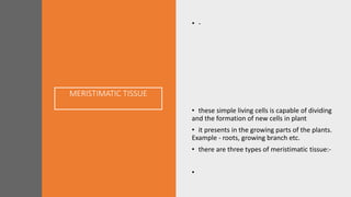 MERISTIMATIC TISSUE
• -
• these simple living cells is capable of dividing
and the formation of new cells in plant
• it presents in the growing parts of the plants.
Example - roots, growing branch etc.
• there are three types of meristimatic tissue:-
•
 