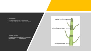• apical meristem
• it is present on growing tips of the plants. it is
responsible for the elongation of the stems and roots
• intercalary meristem
• it is present on the inter nodes and it is responsible of
the longitudinal growth of plants.
 