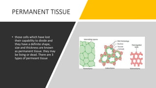PERMANENT TISSUE
• those cells which have lost
their capability to divide and
they have a definite shape,
size and thickness are known
as permanent tissue. they may
be living or dead. There are 3
types of permeant tissue
 