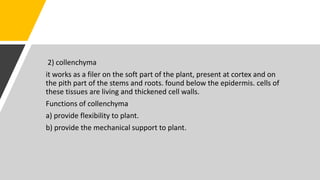 2) collenchyma
it works as a filer on the soft part of the plant, present at cortex and on
the pith part of the stems and roots. found below the epidermis. cells of
these tissues are living and thickened cell walls.
Functions of collenchyma
a) provide flexibility to plant.
b) provide the mechanical support to plant.
 