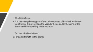 • 3) sclerenchyma
• it is the strengthening part of the cell composed of hard cell wall made
up of lignin. it is present on the vascular tissue and in the veins of the
stems and hard covering seeds and nuts.
fuctions of sclerenchyma
a) provide strength to the plants.
 