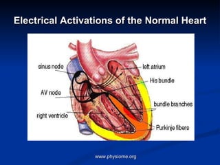 Electrical Activations of the Normal Heart www.physiome.org  